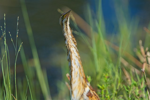 Least Bittern sightings and habitat identification at Lakes Park