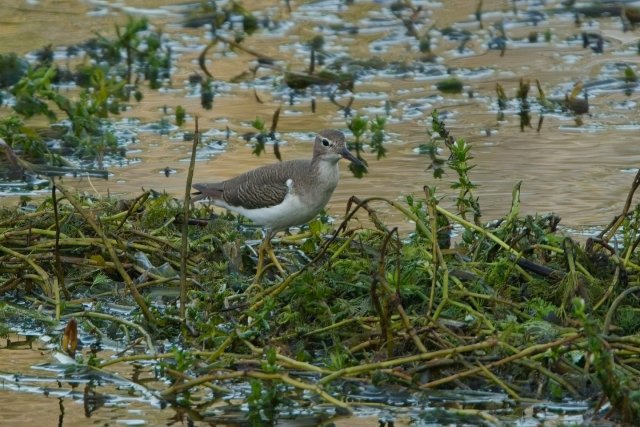 Spotted Sandpipers: Bobbing Along in Harns Marsh