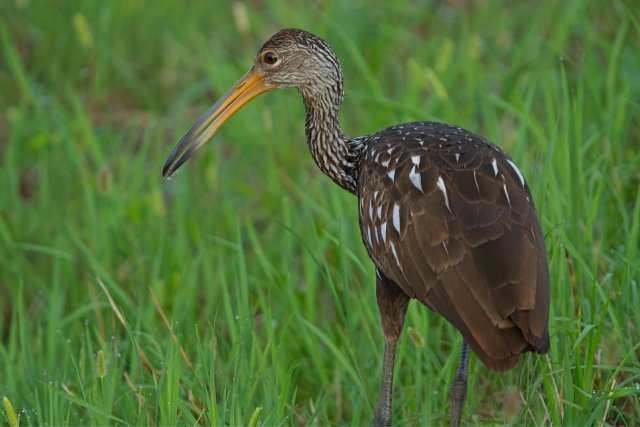 A Limpkin's Quiet Vigil in the Harns Marsh Preserve