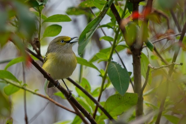 White-eyed Vireo at CREW Bird Rookery Swamp Trails