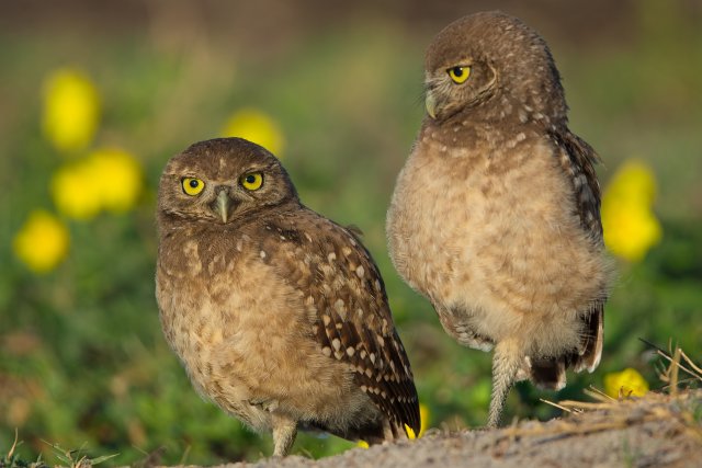 Guardians of the Green: Burrowing Owls Thriving in Suburban Southwest Florida