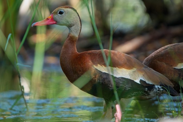 The Pink-Legged Enigma of Black Bellied Whistling Ducks at Lakes Park