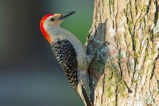 The Ground Forager of Lakes Park: Discovering the Red-bellied Woodpecker