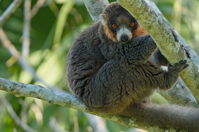 Collared Lemur at Naples Zoo at Caribbean Gardens