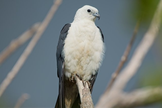 Title Swallow-tailed Kites Survey J.N. Ding Darling National Wildlife Refuge