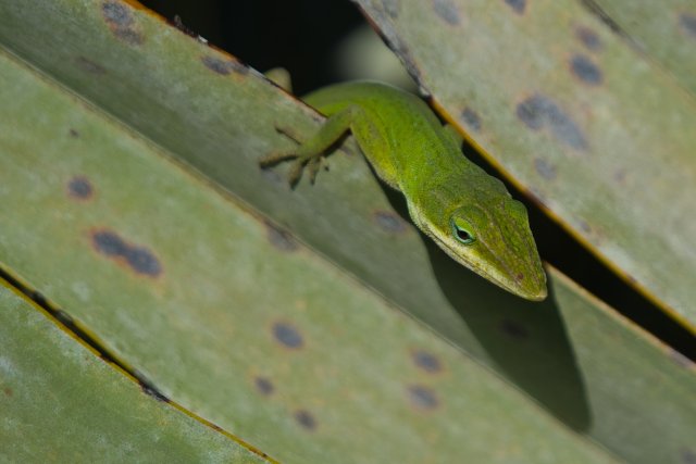 Green Anole in Lakes Park: How Camouflage Helps Survival
