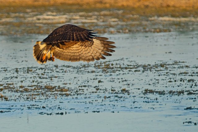 Snail Kite Hunting Over Harns Marsh Preserve