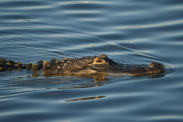 American Alligators in Lakes Park: Watching Ancient Predators in Florida's Waters