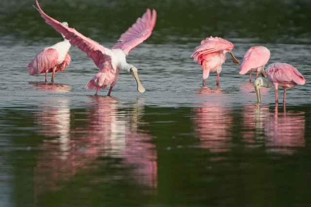Roseate spoonbill at J.N. Ding Darling National Wildlife Refuge