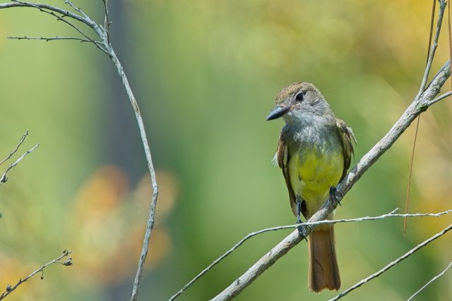 Great Crested Flycatcher in CREW Marsh Trails: A Summer Portrait