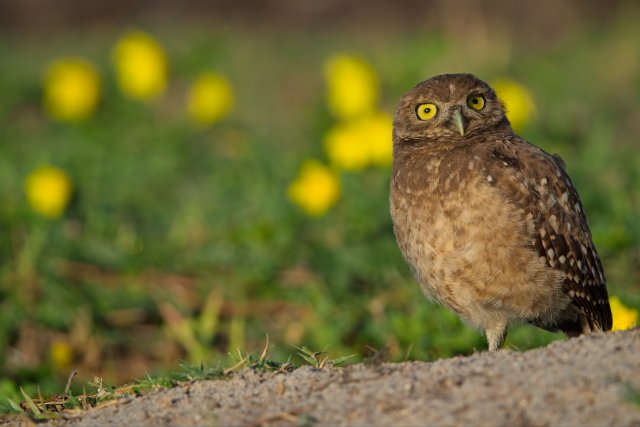 Burrowing Owl Sentinel at Pelican Baseball Complex