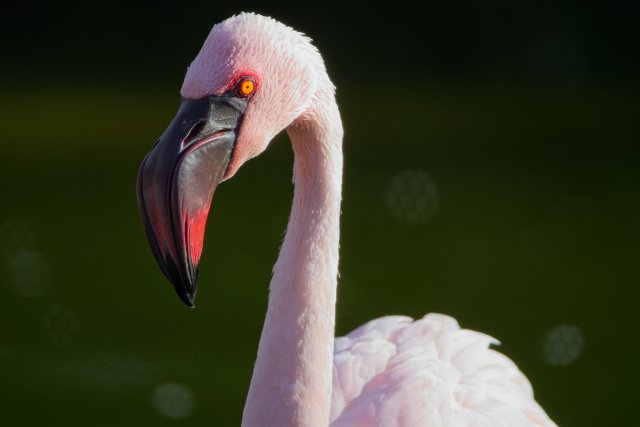 Lesser flamingo at Naples Zoo at Caribbean Gardens