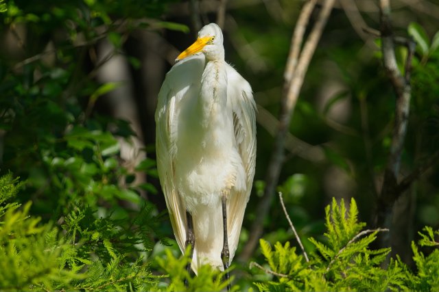 Title Great Egret Patience at Six Mile Cypress Slough Preserve