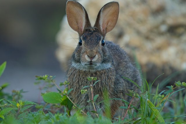 Eastern Cottontail at Lakes Park