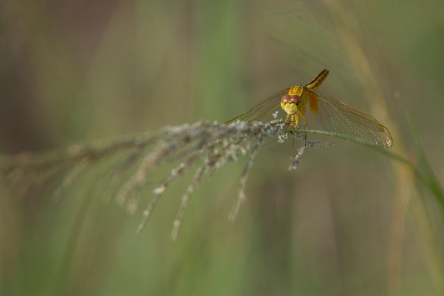 Scarlet Skimmer Portrait at Harns Marsh Preserve: Life in Southwest Florida Wetlands
