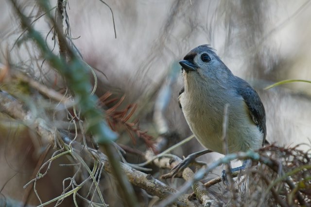 Tufted Titmouse at CREW Bird Rookery Swamp Trails