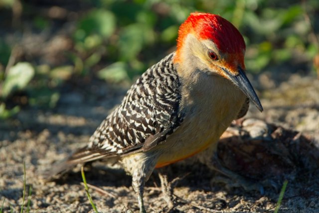 The Ground Forager of Lakes Park: Discovering the Red-bellied Woodpecker