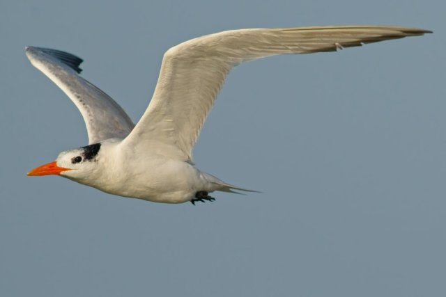 Soaring Majesty: The Royal Tern of Carlos Point