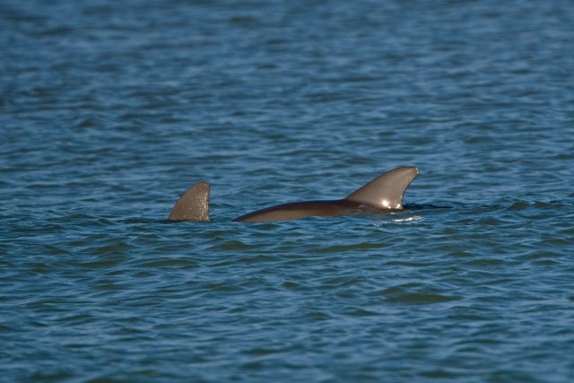 Dolphins swimming near Bowman's Beach