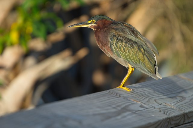 Green Heron behavior at Lakes Park