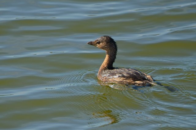 The Silent Pursuit of the Pied-billed Grebe in Lakes Park