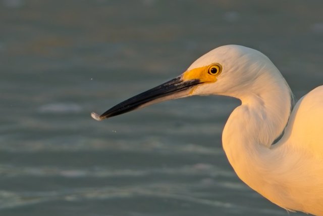 Snowy Egret foraging at Bowman's Beach on Sanibel Island