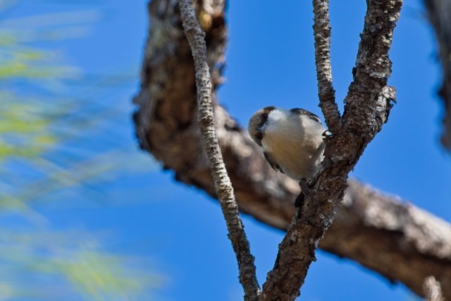 Exploring the Brown-headed Nuthatch at Crew Flint Pen Strand: Life in the Pine Flatwoods
