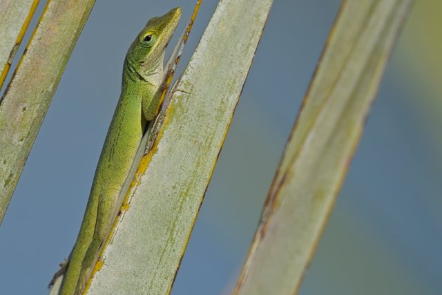 Discovering the Green Anole in Lakes Park Southwest Florida