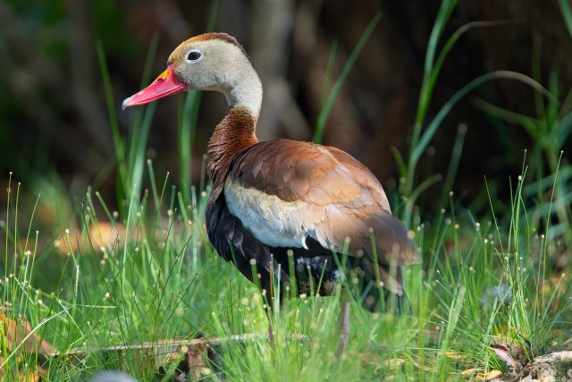 The Pink-Legged Enigma of Black Bellied Whistling Ducks at Lakes Park