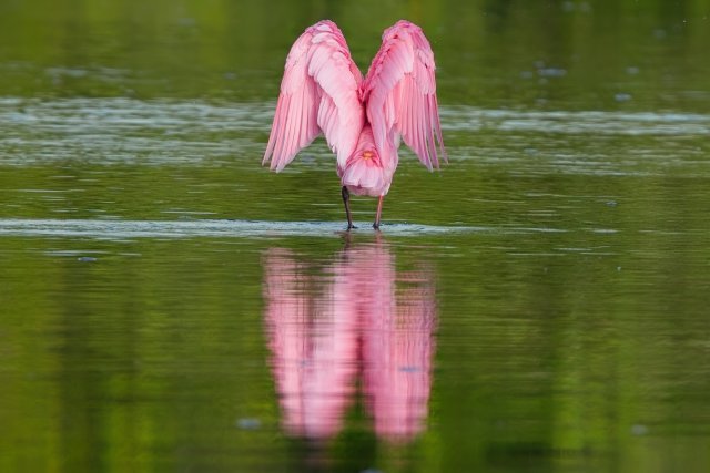 The Pink Specter of J.N. Ding Darling: Life in the Shallows