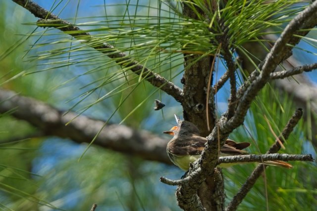 The Sun-Drenched Hunter: Great Crested Flycatchers in Southwest Florida's Marsh Trails