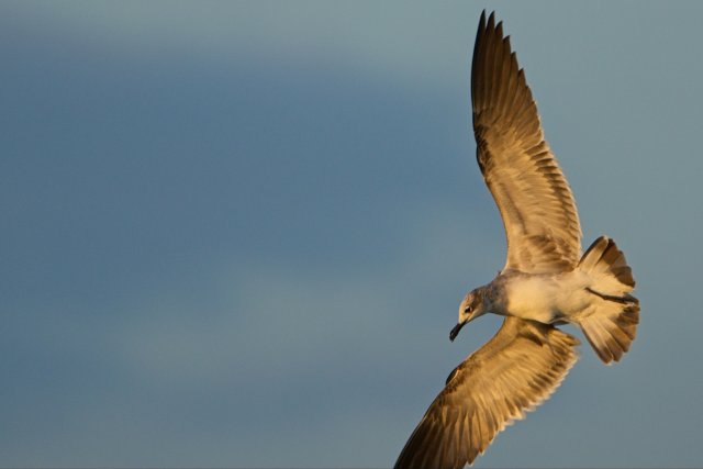 Laughing Gull behavior at Bowman's Beach Florida coast