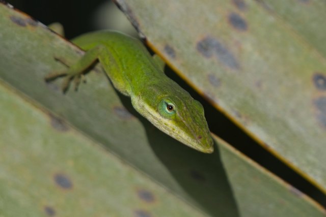 Green Anole in Lakes Park: How Camouflage Helps Survival