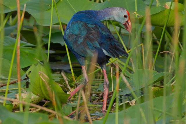 The Iridescent Beauty of the Gray-headed Swamphen at Harns Marsh Preserve
