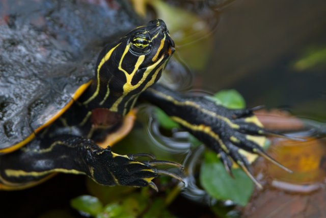 Florida Red-Bellied Cooter at Six Mile Cypress Slough Preserve