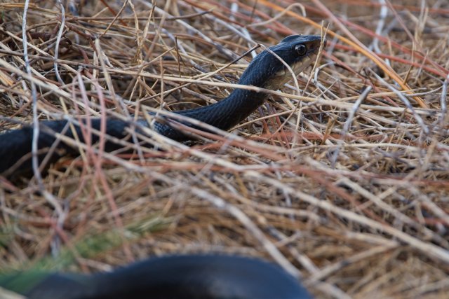 Southern Black Racer Identification at Harns Marsh Preserve, Florida Guide