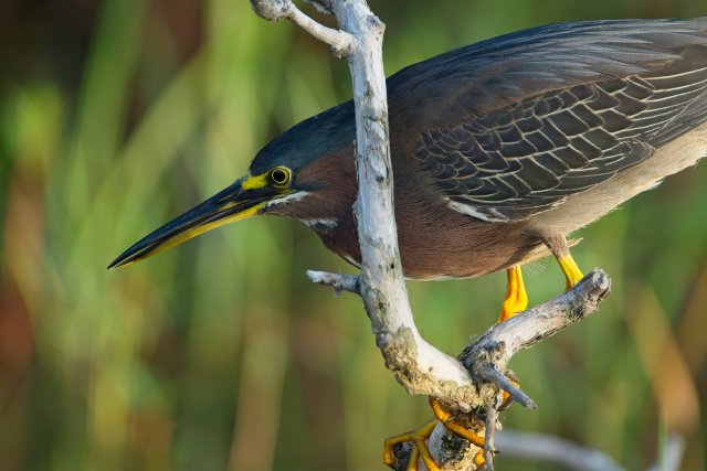 Green Heron Hunting in Lakes Park Wetlands