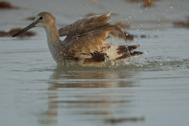 Coastal Ritual: The Willet's Vigorous Cleanse at Bowditch Point Park