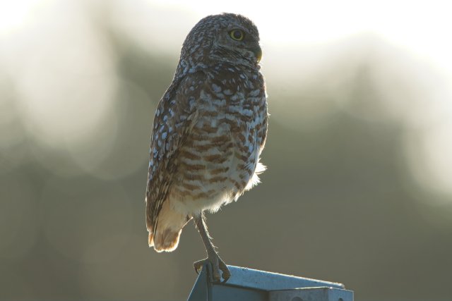 Burrowing Owls in Pelican Baseball Complex Florida: How these birds adapt to urban landscapes