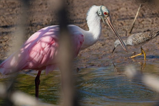 The Crimson Sweep of the Estuary: A Portrait of the Roseate Spoonbill at J.N. Ding Darling