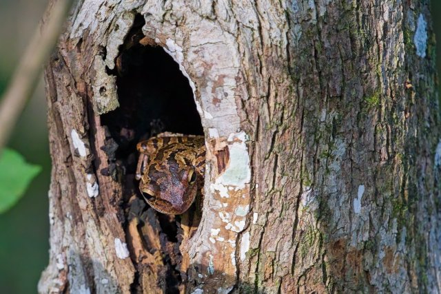 Hidden Hunters of the Cypress Slough: Discovering the Cuban Tree Frog