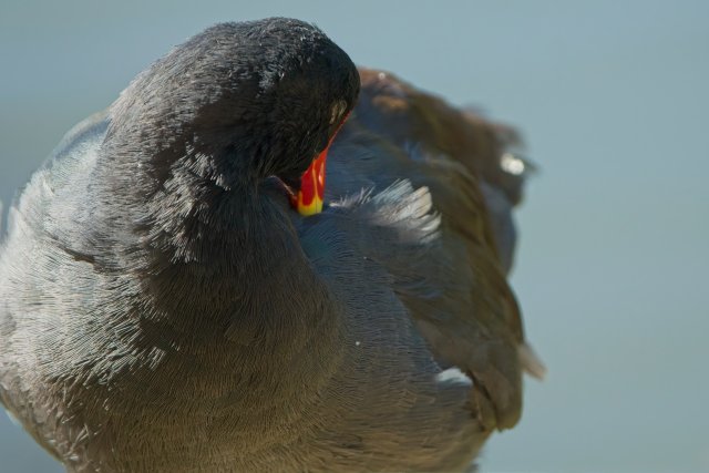 Common Gallinule at Lakes Park