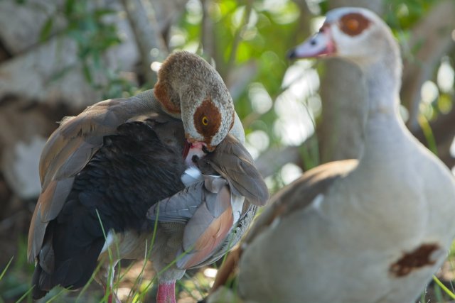 Egyptian Goose at Lakes Park