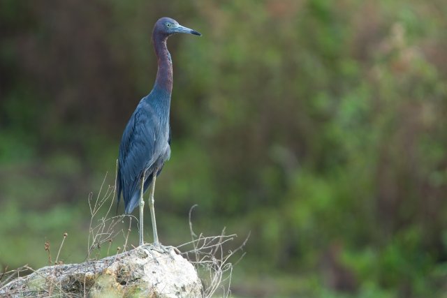 Watching the Little Blue Heron in Harns Marsh Preserve