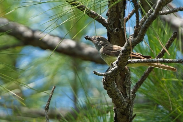 The Sun-Drenched Hunter: Great Crested Flycatchers in Southwest Florida's Marsh Trails
