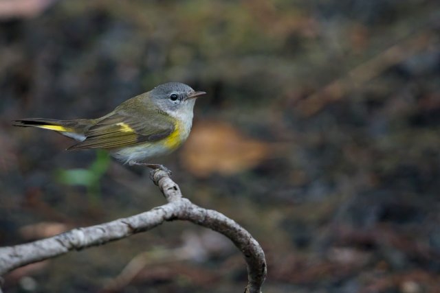 A Moment of Stillness: American Redstarts in the Six Mile Cypress Slough Preserve