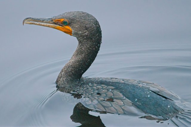 The Silent Hunters of the Slough: Discovering the Double-crested Cormorant in Six Mile Cypress