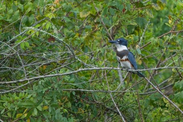 Belted Kingfishers of Harns Marsh Preserve: A Flight Through Florida Wetlands