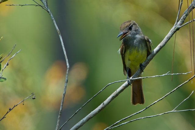 Great Crested Flycatcher in CREW Marsh Trails: A Summer Portrait