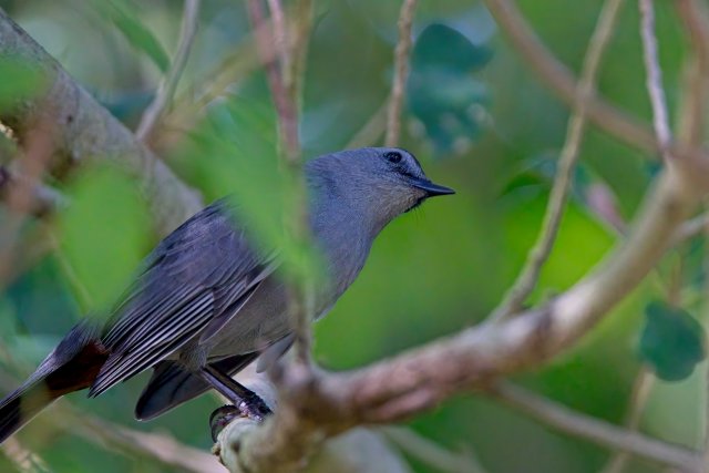 Gray Catbird at Rotary Park